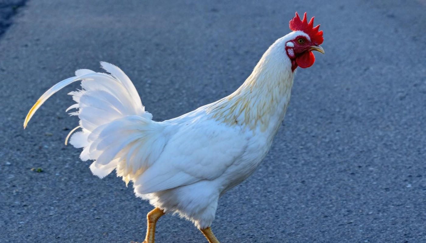 Strategie vincenti nel gioco del pollo attraversa la strada